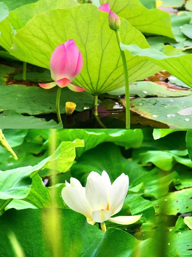 今夏荷花开！天津「賞荷地圖」請收好！