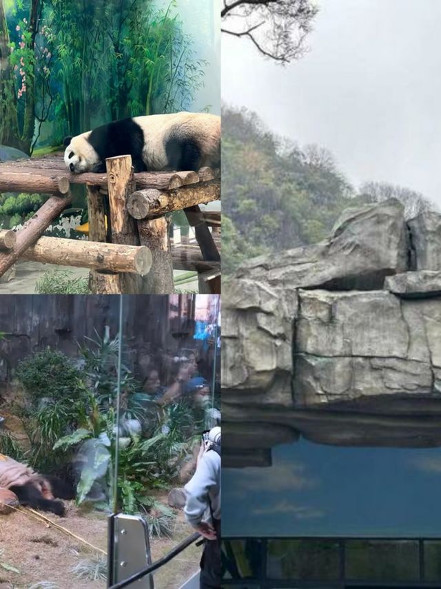 打工仔必睇！溫州大熊貓館50蚊窮遊封神攻略！