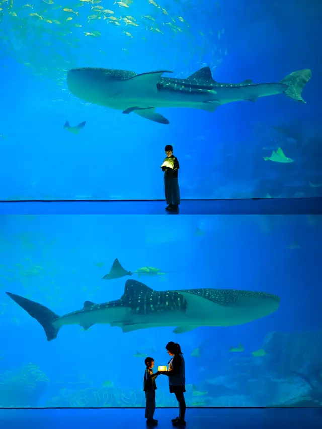 珠海長隆旅拍這100多蚊真係超值!滿分攻略。