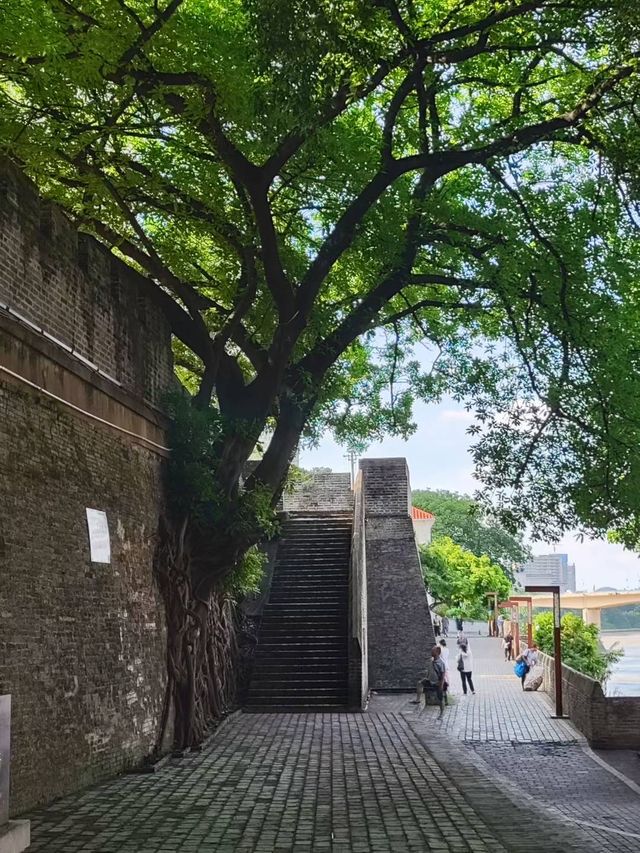 南寧古城牆嘅呢棵樹太有生命力啦！
