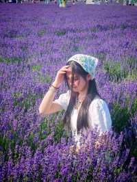 伊帕爾汗薰衣草觀光園旅遊攻略