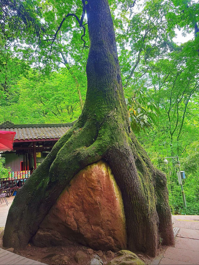 成都天台山｜川西秘境｜避暑玩水天花板！