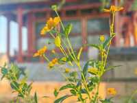 心歸荷處-頤和園西堤
