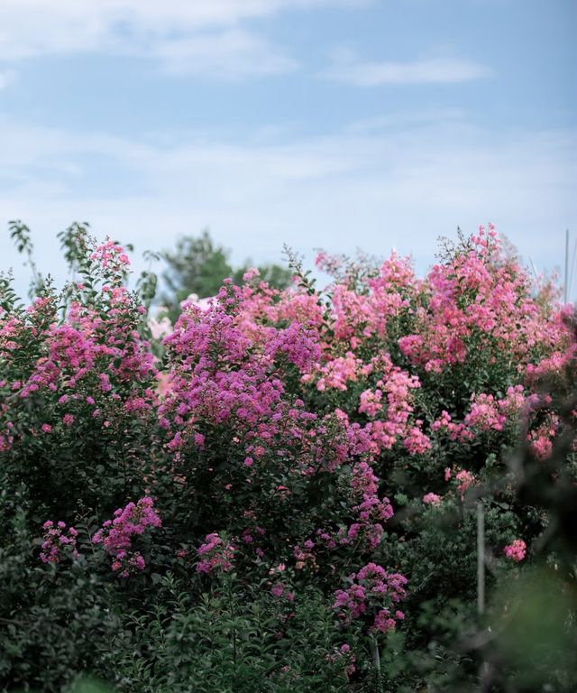 紫薇公園賞花全攻略