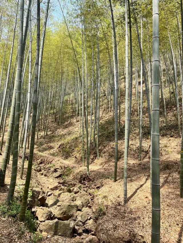 天目湖嚟啦，我嘅建議係……