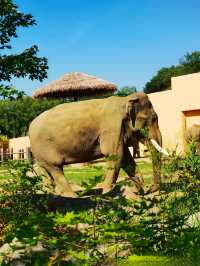 暑假沈陽森林動物園親子遊攻略,附酒店推薦!