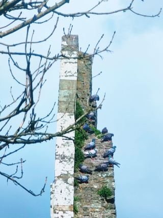 Journey Through Medieval Times! Timoleague Friary in Ireland