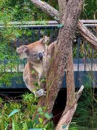 Taronga Zoo遊覽攻略