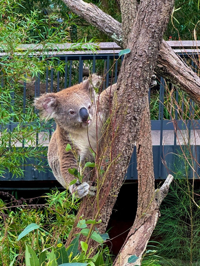 Taronga Zoo遊覽攻略