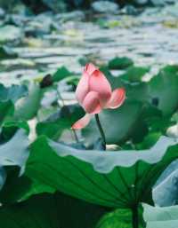 下渚湖古風漫遊記