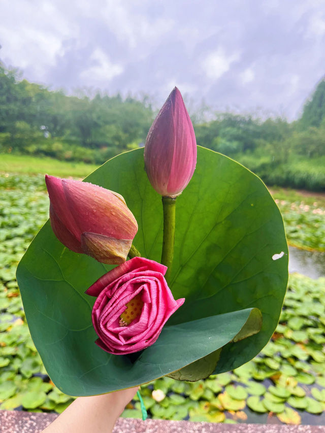 虎丘濕地頂流 雨後睡蓮，莫內油畫感