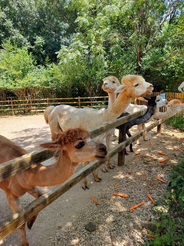 湖州龍之夢動物園全攻略｜親子/情侶/長者遊玩指南