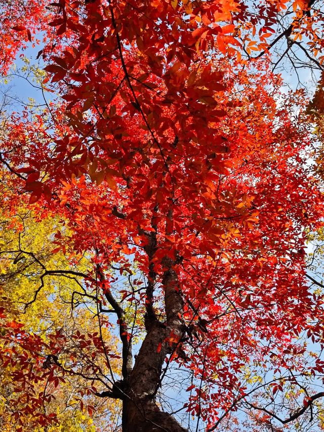 五女山秋：紅葉雲海，遼東秘境
