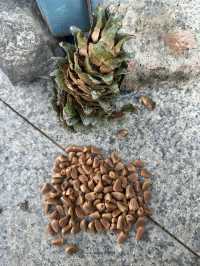 長白山紅石峯生態風景區紅楓染紅了峯頂