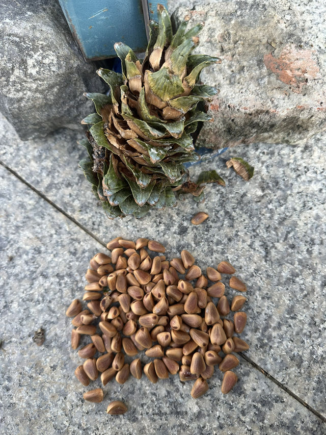 長白山紅石峯生態風景區紅楓染紅了峯頂