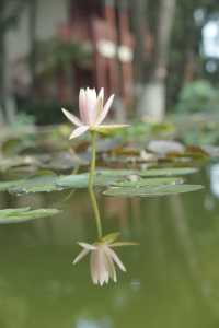昆明大觀公園｜闖入油畫世界的神仙秘境