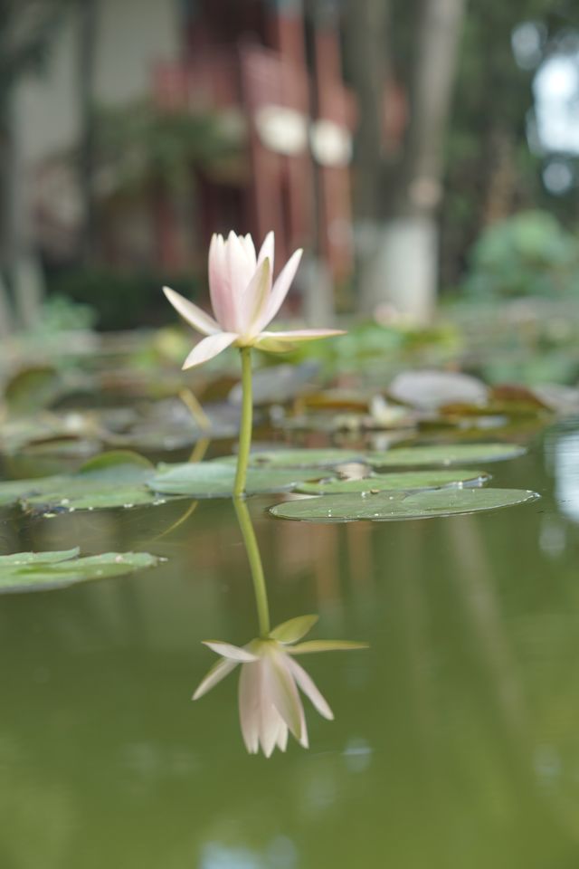昆明大觀公園｜闖入油畫世界的神仙秘境