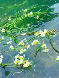 河池都安九靈天窗真的太美了