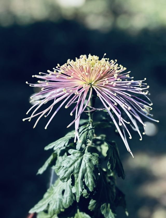 秋日共青森林賞菊指南