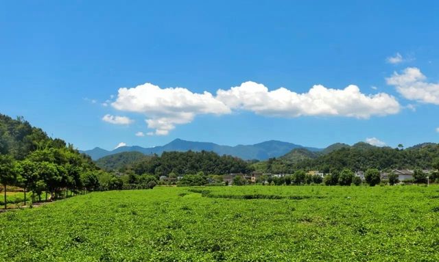 廈門周邊1h直達！藏在土樓旁的「漫畫稻田」，治癒所有疲憊