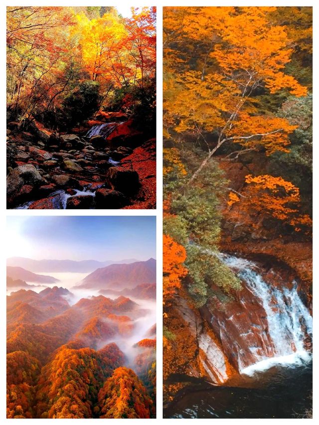 亞洲最大紅葉秘境!光霧山30天超長賞秋攻略 亞洲最大紅葉秘境!光霧山30天超長賞秋攻略