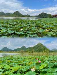 普者黑天鵝湖賞花指南