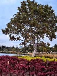 空中步廊俯瞰花草描繪的彩色大地。