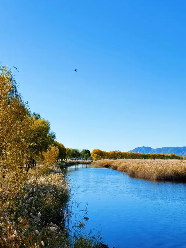 Beijing Wild Duck Lake|Early Winter at Wild Duck Lake is a Natural Palette