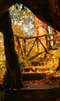 成都周邊2.5h，秋日童話限時返場！