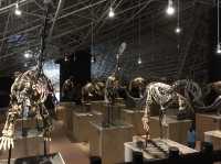 所謂「北有兵馬俑,南有恐龍谷」楚雄世界恐龍谷全攻略