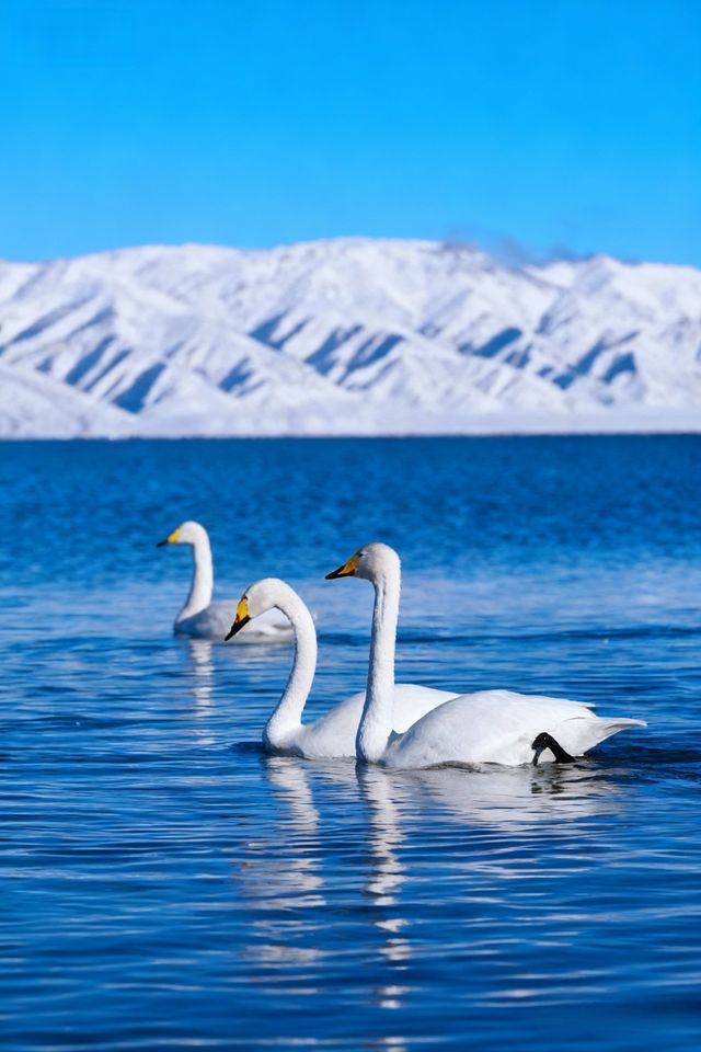 我會反覆愛上賽里木湖的冬天！