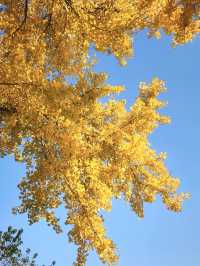 2025年諸暨三德寺銀杏攻略｜千年古寺金秋限定浪漫