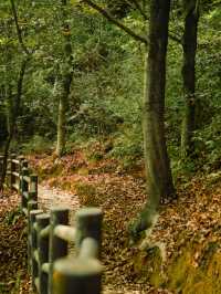 浙江賞銀杏天花板！私藏的小眾絕美路線