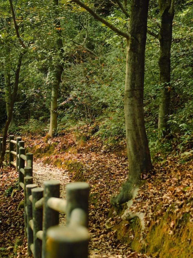 浙江賞銀杏天花板！私藏的小眾絕美路線