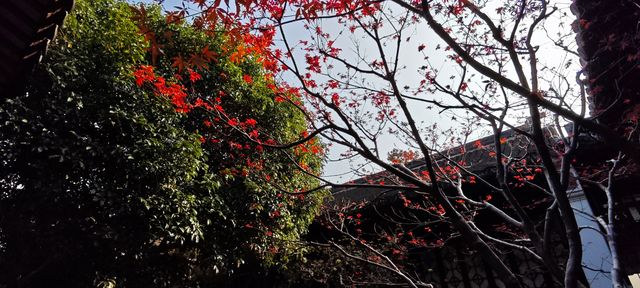 江南園林天花板在這裡