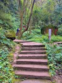 帶娃吸氧去!成都1.5h直達的森林徒步路線