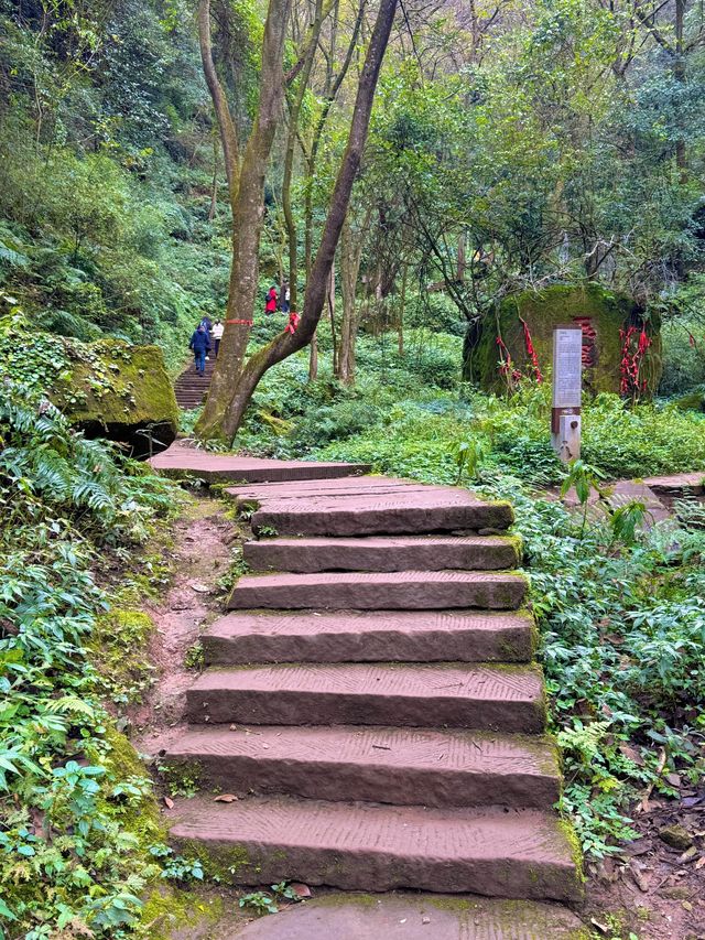 帶娃吸氧去!成都1.5h直達的森林徒步路線