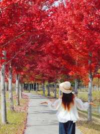 對不起,之前的宿遷洪澤湖攻略都過時了!