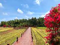 瓊海,不止有博鰲!這份慢遊攻略帶你解鎖「海南味」最濃的小城