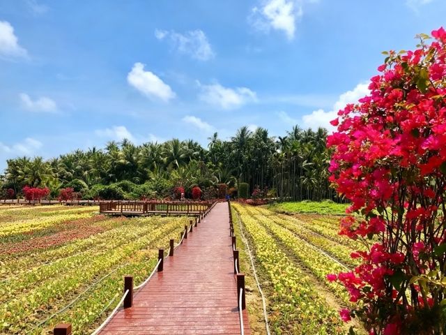 瓊海,不止有博鰲!這份慢遊攻略帶你解鎖「海南味」最濃的小城 瓊海,不止有博鰲!這份慢遊攻略帶你解鎖「海南味」最濃的小城