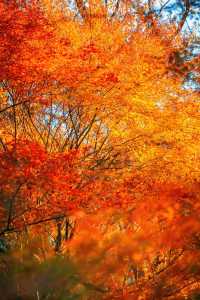 賞楓必去小眾秘境