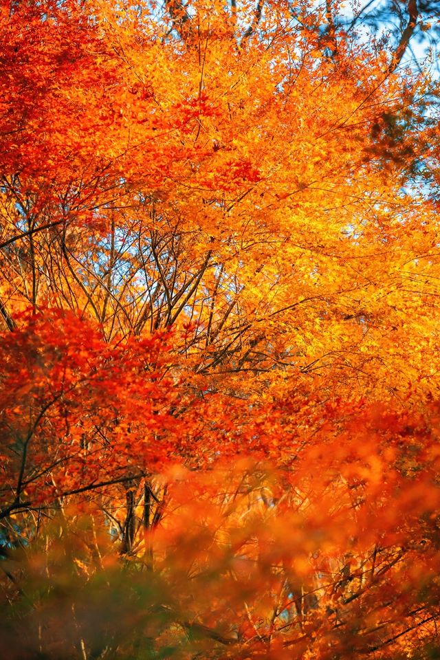 賞楓必去小眾秘境