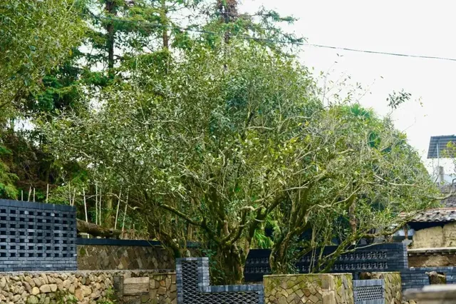 在浦城，我找到了一個“龍”影隨形的古村落