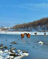 呼倫貝爾秋日漫遊指南:邂逅北國祕境的金色童話