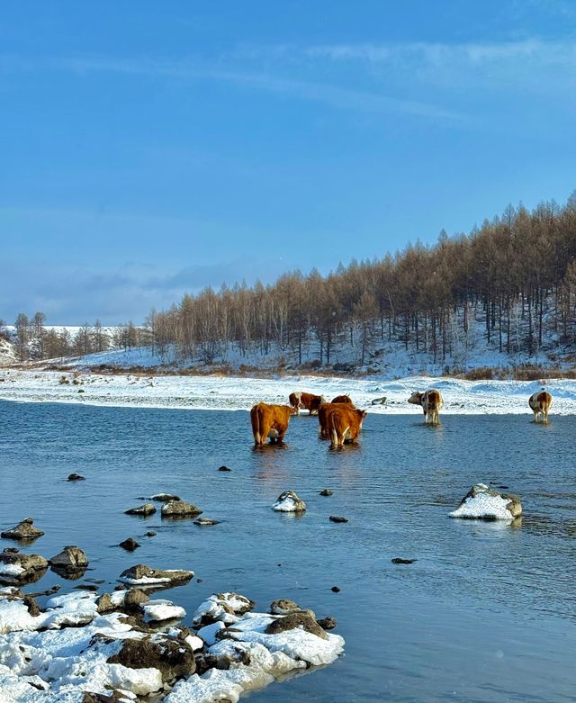 呼倫貝爾秋日漫遊指南:邂逅北國祕境的金色童話 呼倫貝爾秋日漫遊指南:邂逅北國祕境的金色童話