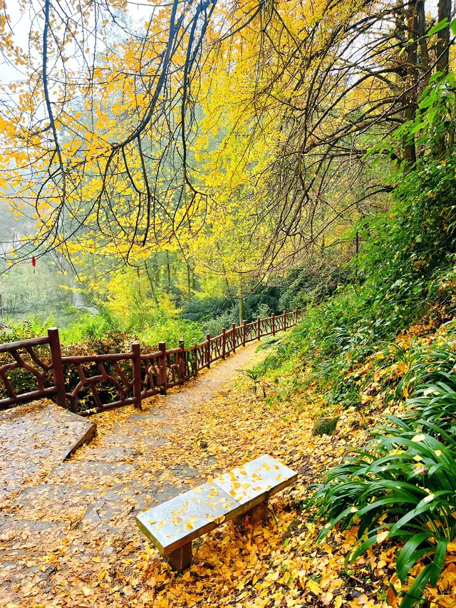 看2025年葛仙山最後一場銀杏雨11.16live