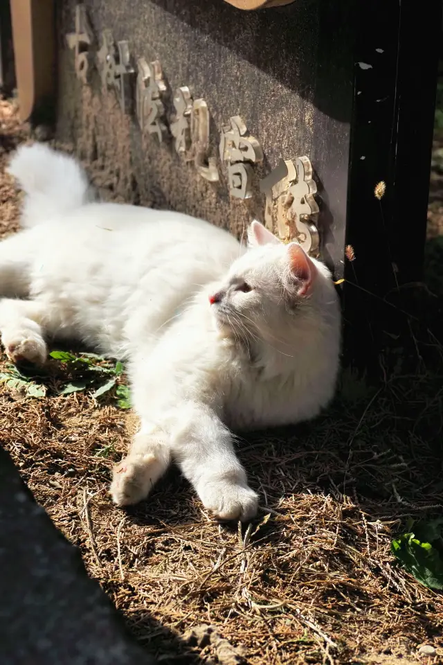 模式口-香山｜15公里友好溜腿徒步路線