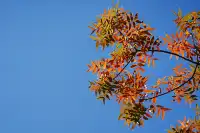 劍川桑嶺村|百年古木林美成了打翻的調色盤