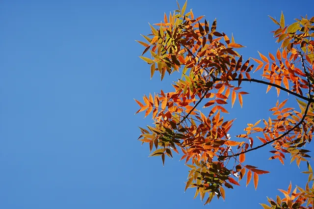 劍川桑嶺村|百年古木林美成了打翻的調色盤 劍川桑嶺村|百年古木林美成了打翻的調色盤