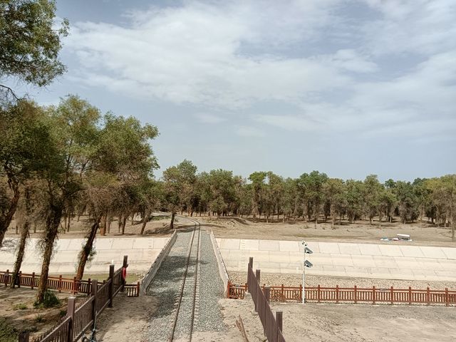 塔里木胡楊林公園 塔里木胡楊林公園